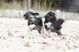 PETIT CHIEN LION 048